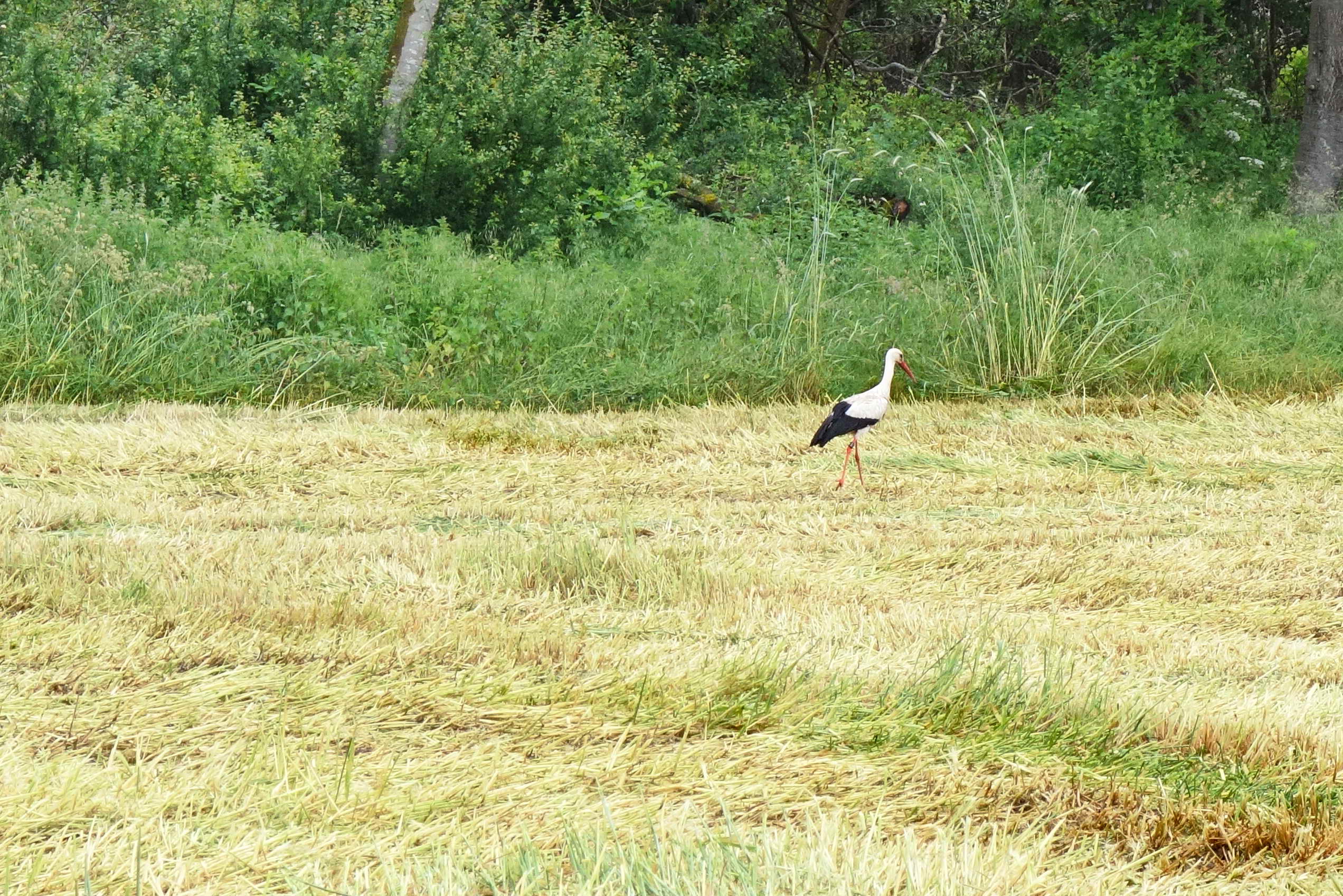 DSC09423a
