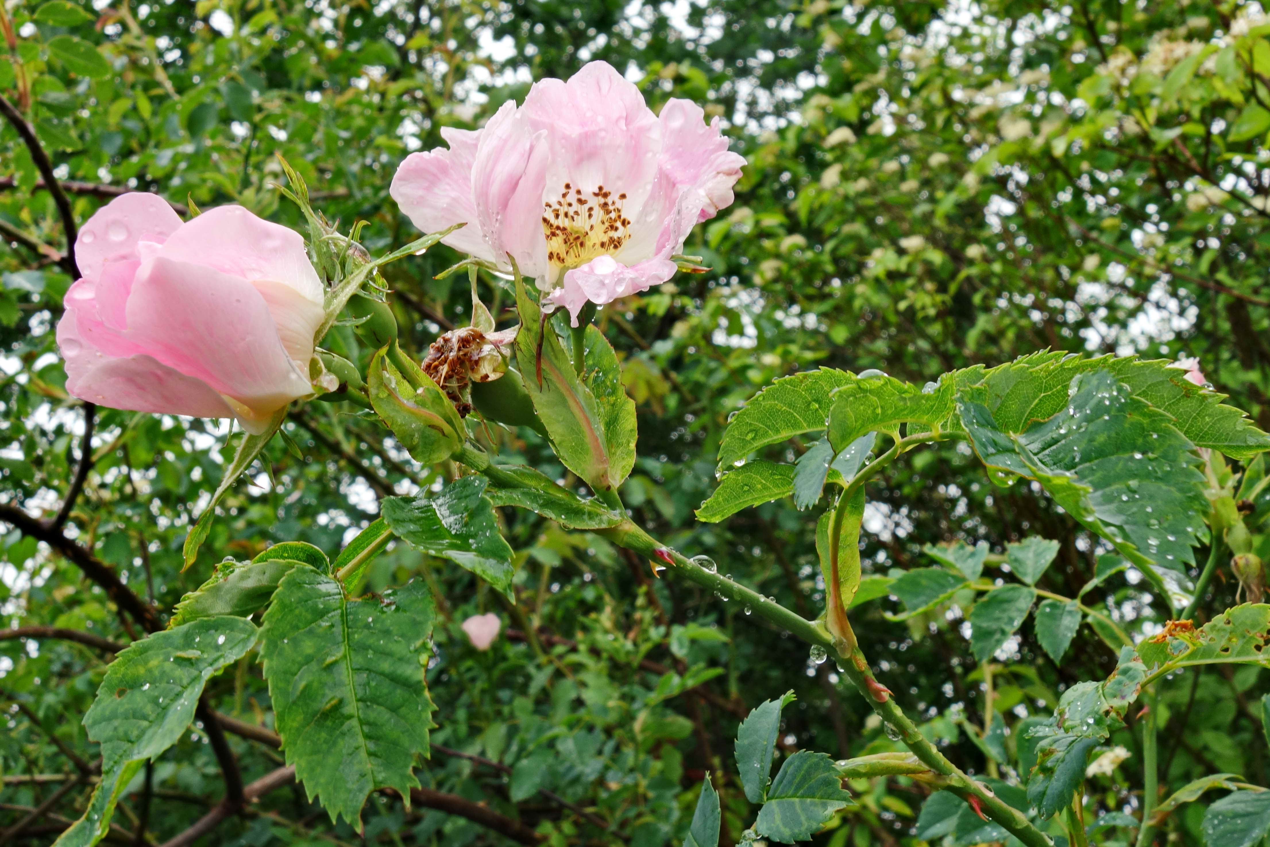 DSC09429a