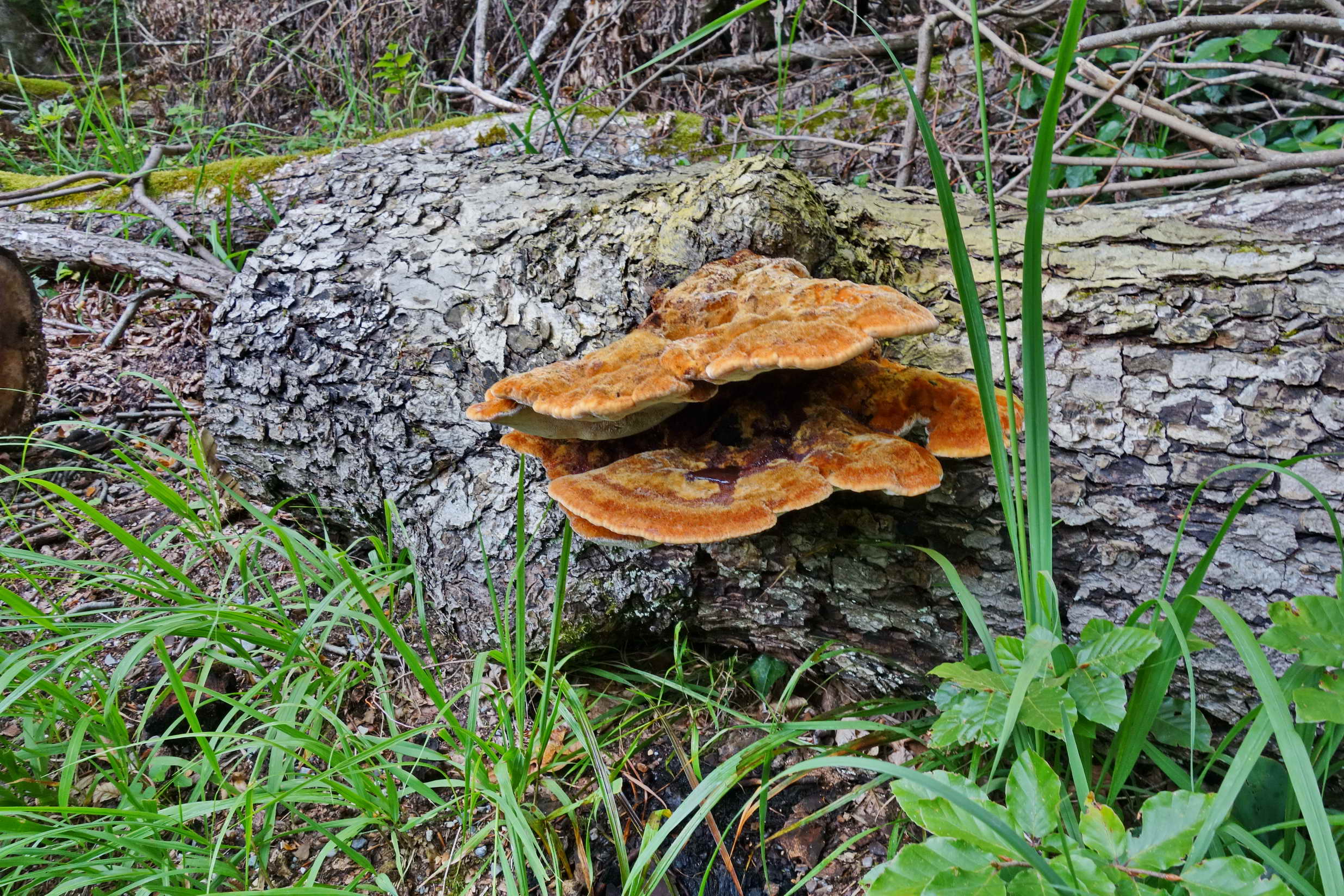 DSC09955a