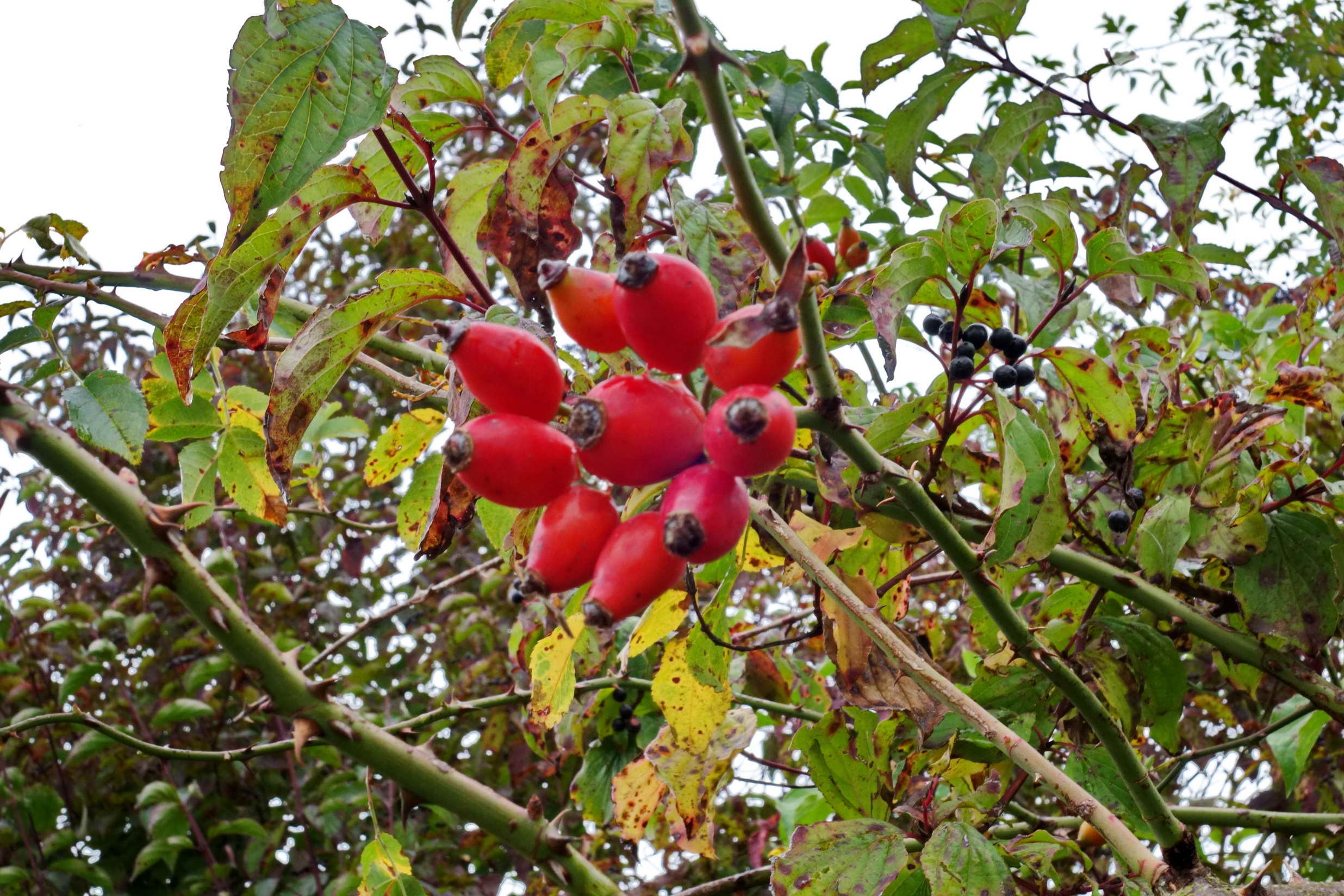 DSC00579a