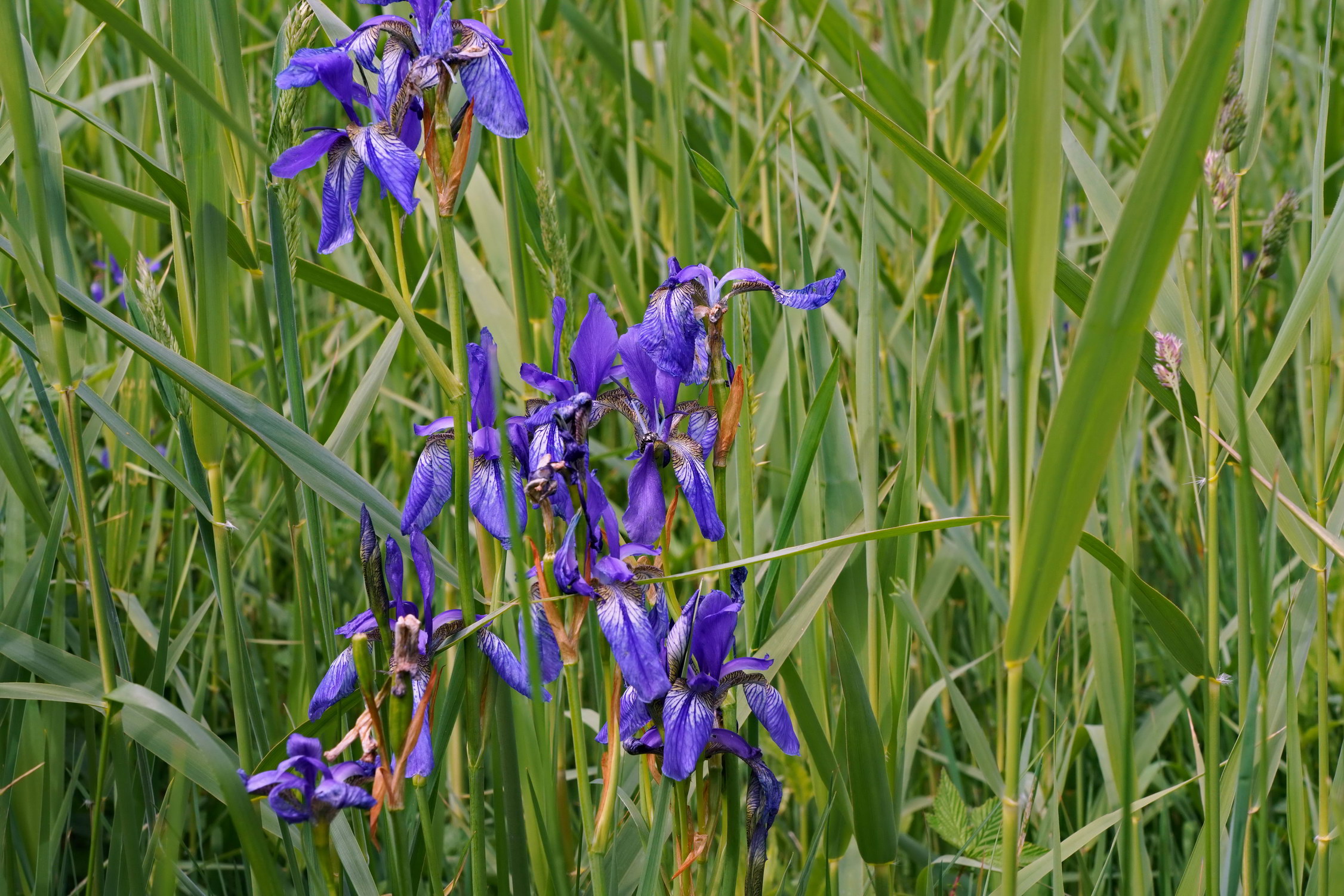 DSC02120ap