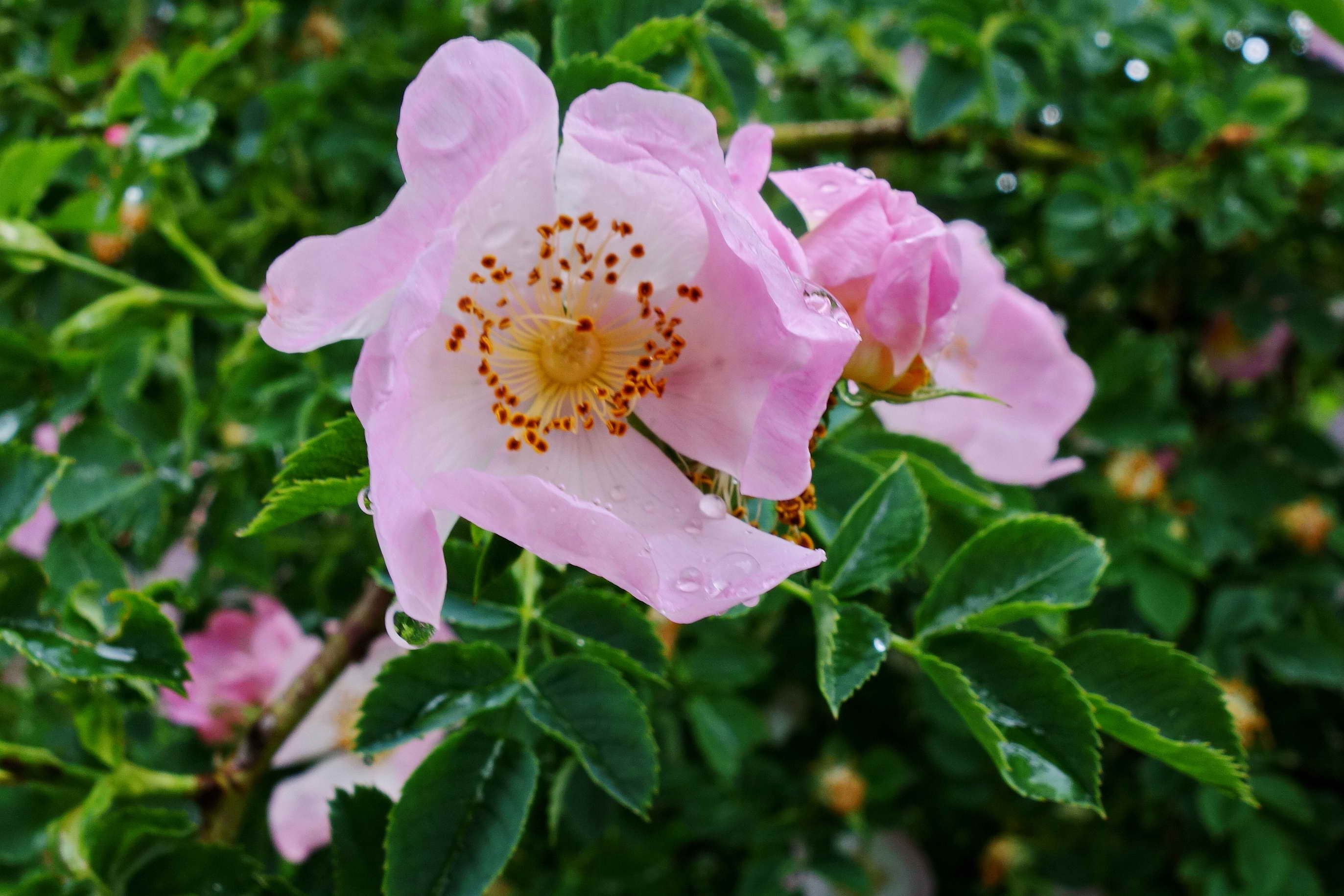 DSC02125a