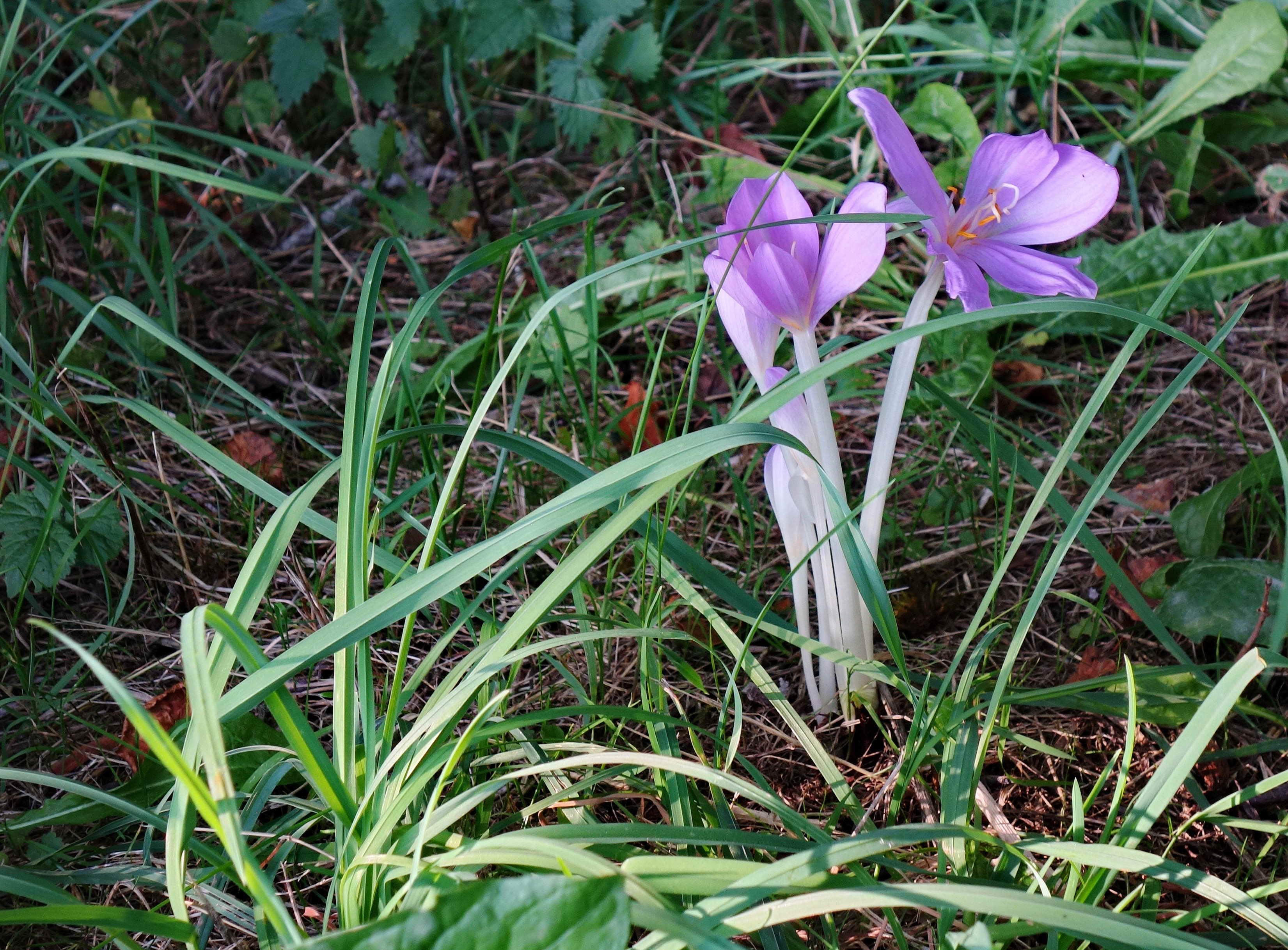 DSC02494a