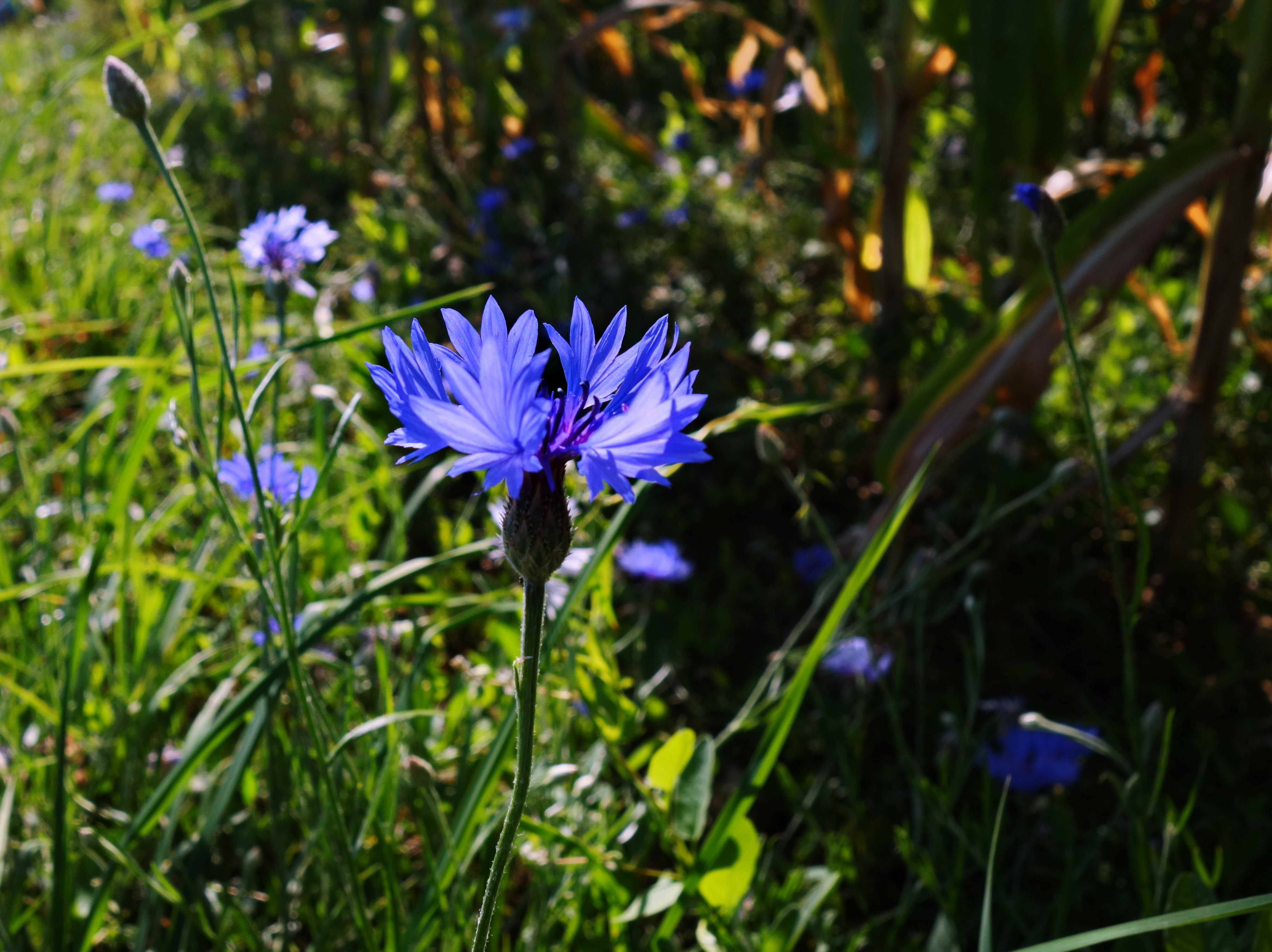 DSC02538a