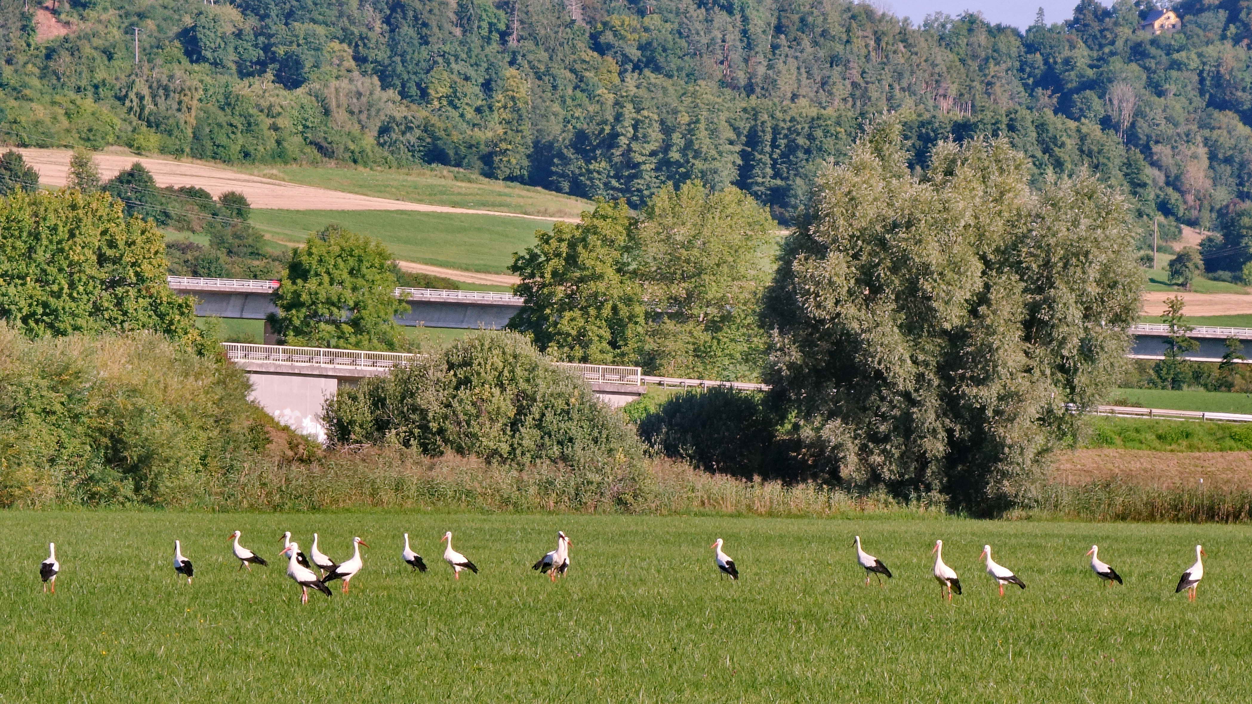 DSC02567a