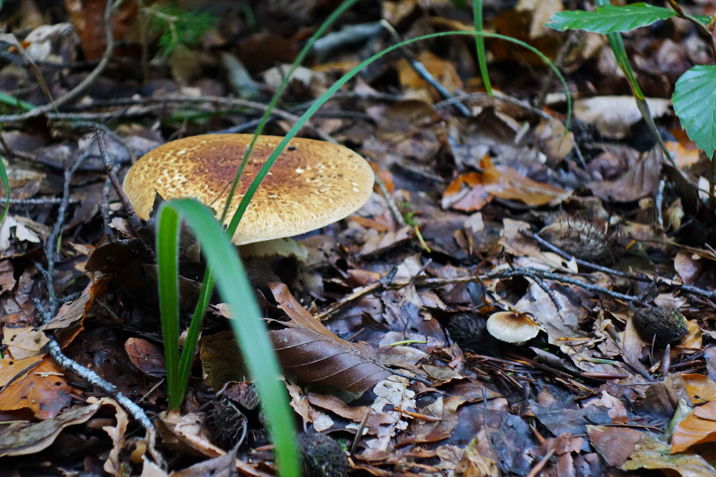 DSC02828a