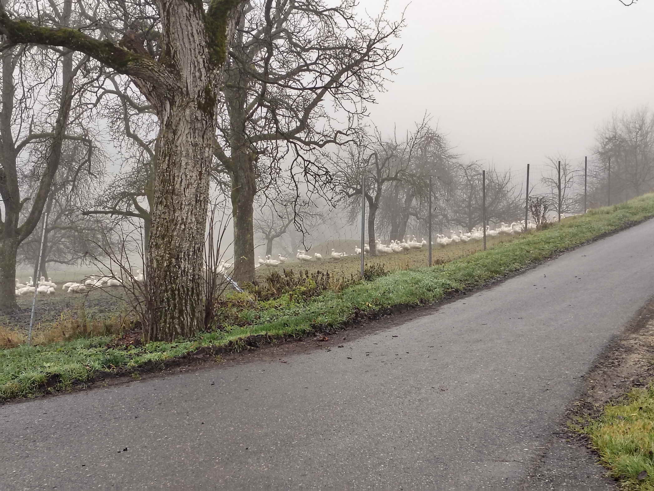 IMG20251215092022a IMG20251215092022a