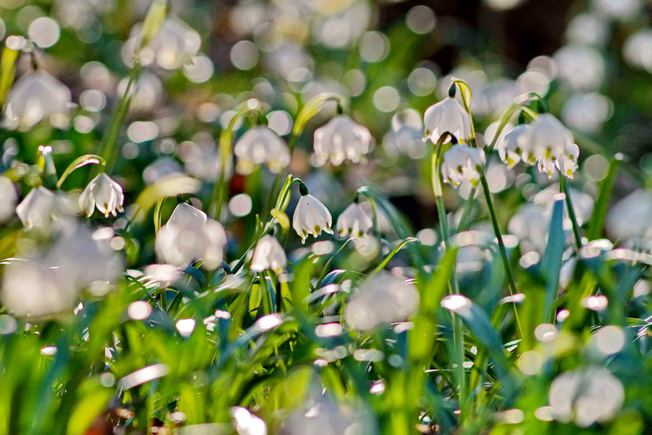 DSC04028aorestq DSC04028aorestq