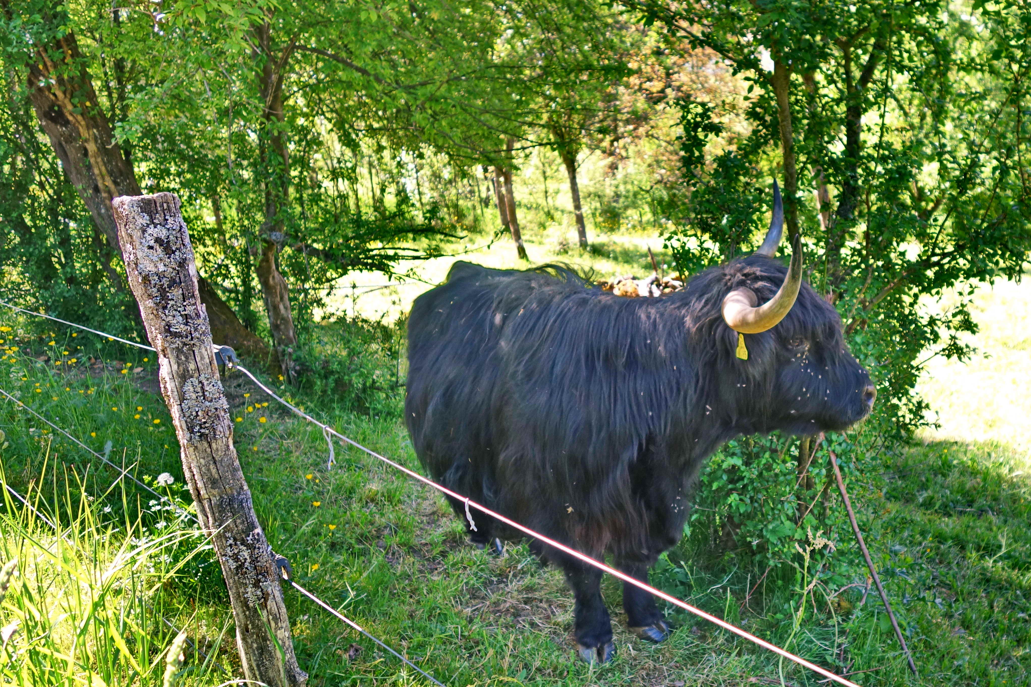 DSC03758a
