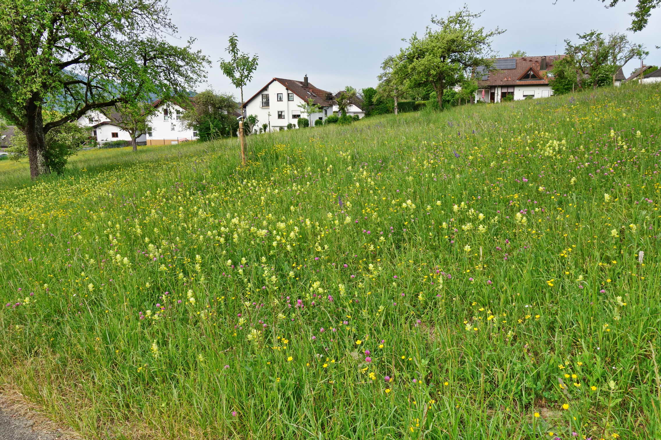 DSC03775a