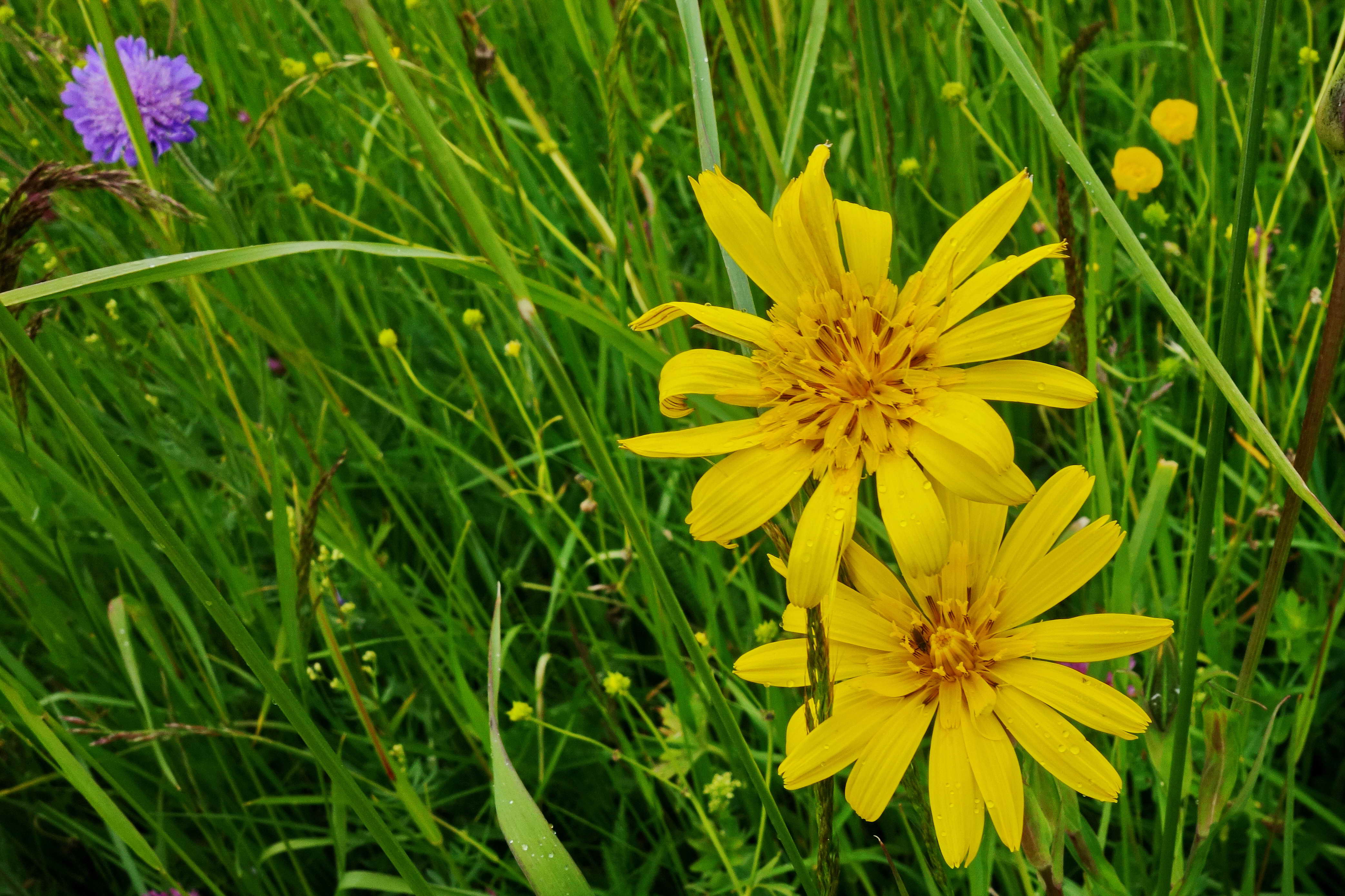 DSC03896a DSC03896a