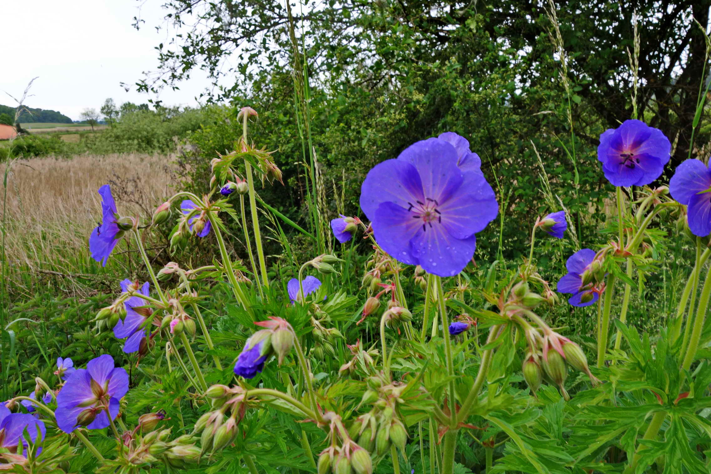 DSC03898a DSC03898a