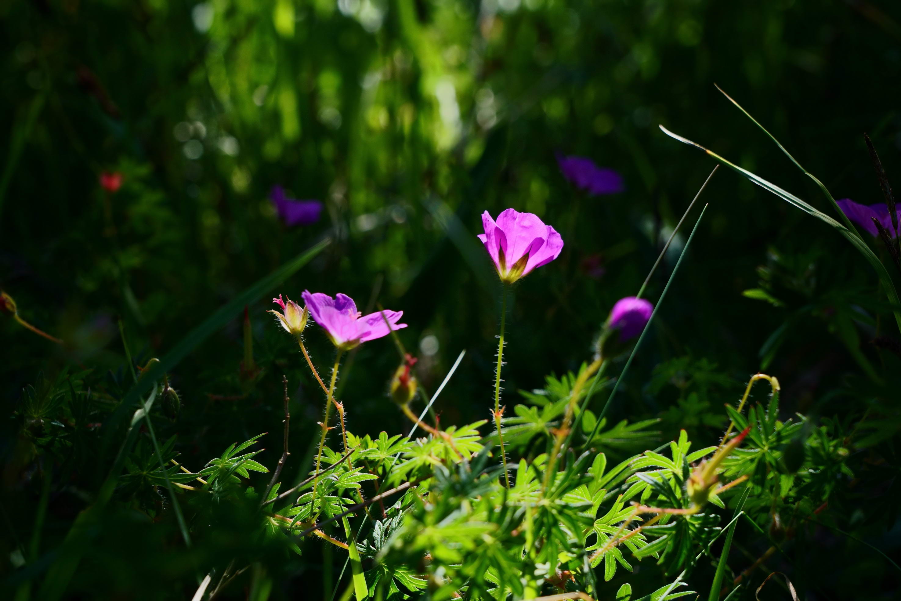 DSC04472rawp1a DSC04472rawp1a