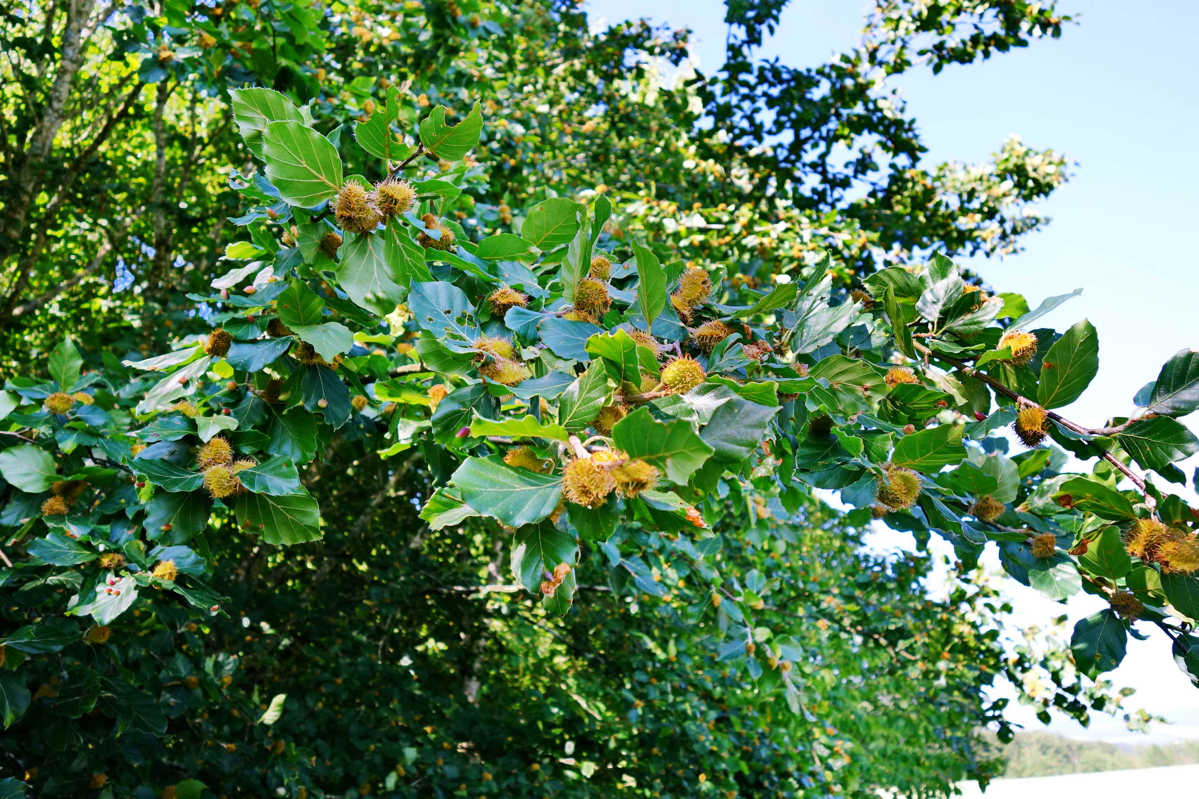 DSC04144a DSC04144a