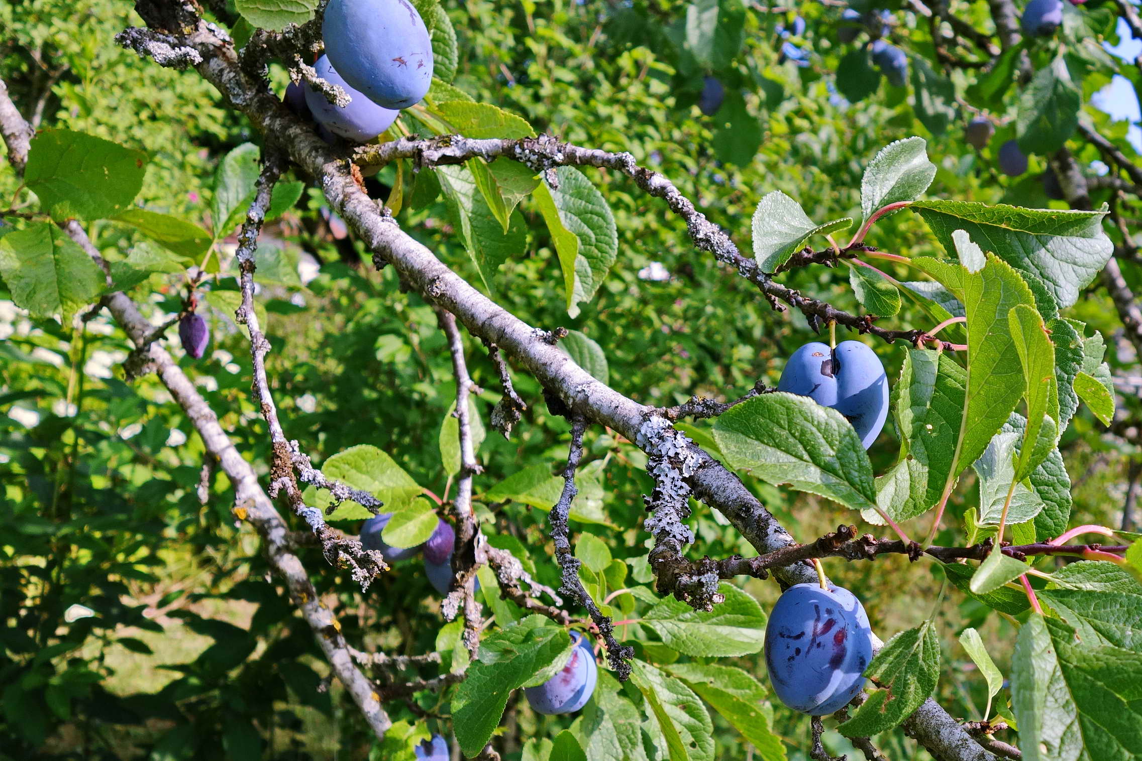 DSC04300a