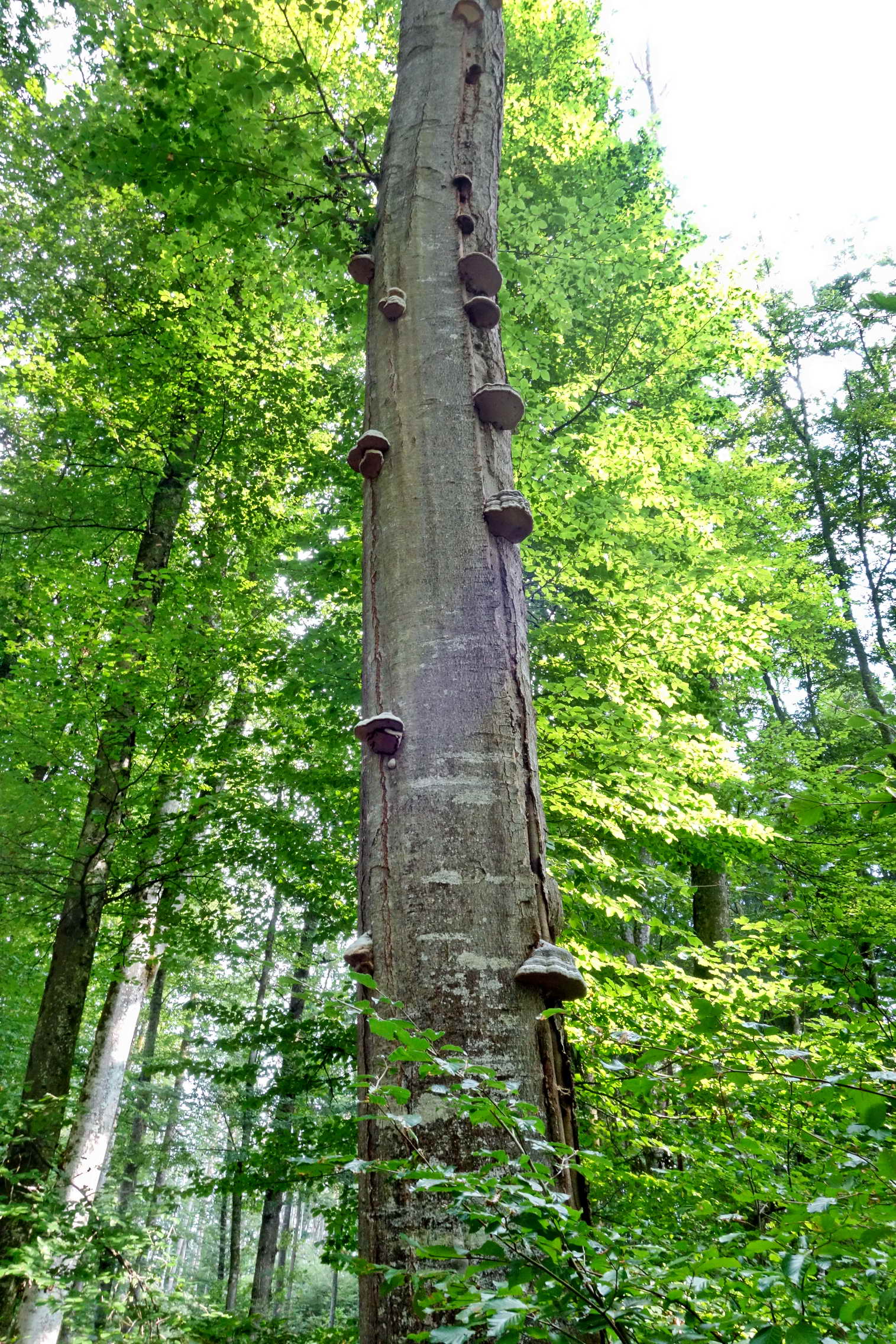 DSC04419a