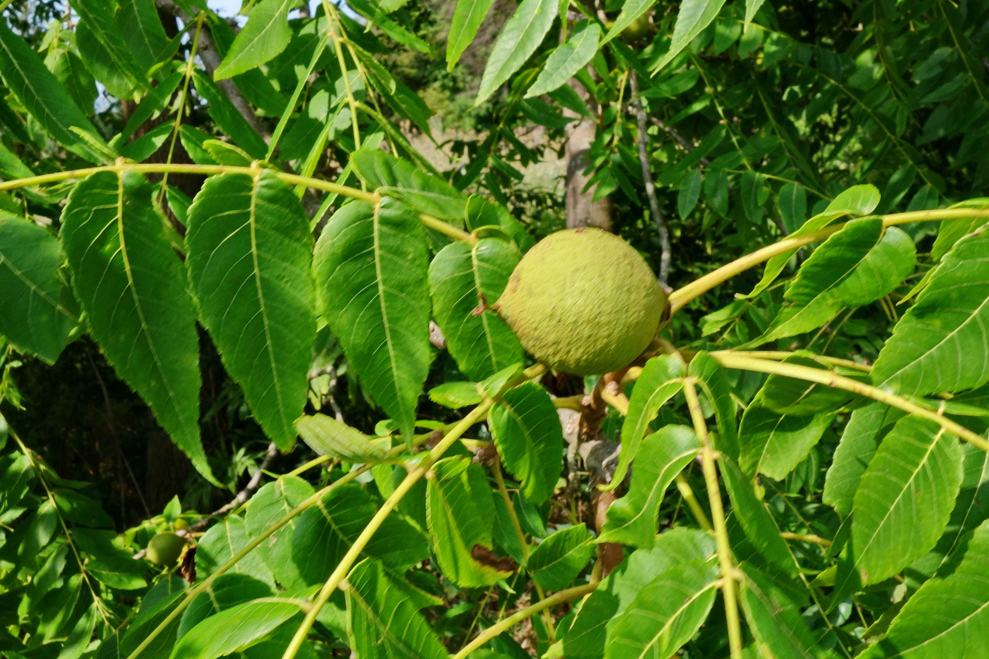 DSC04427a