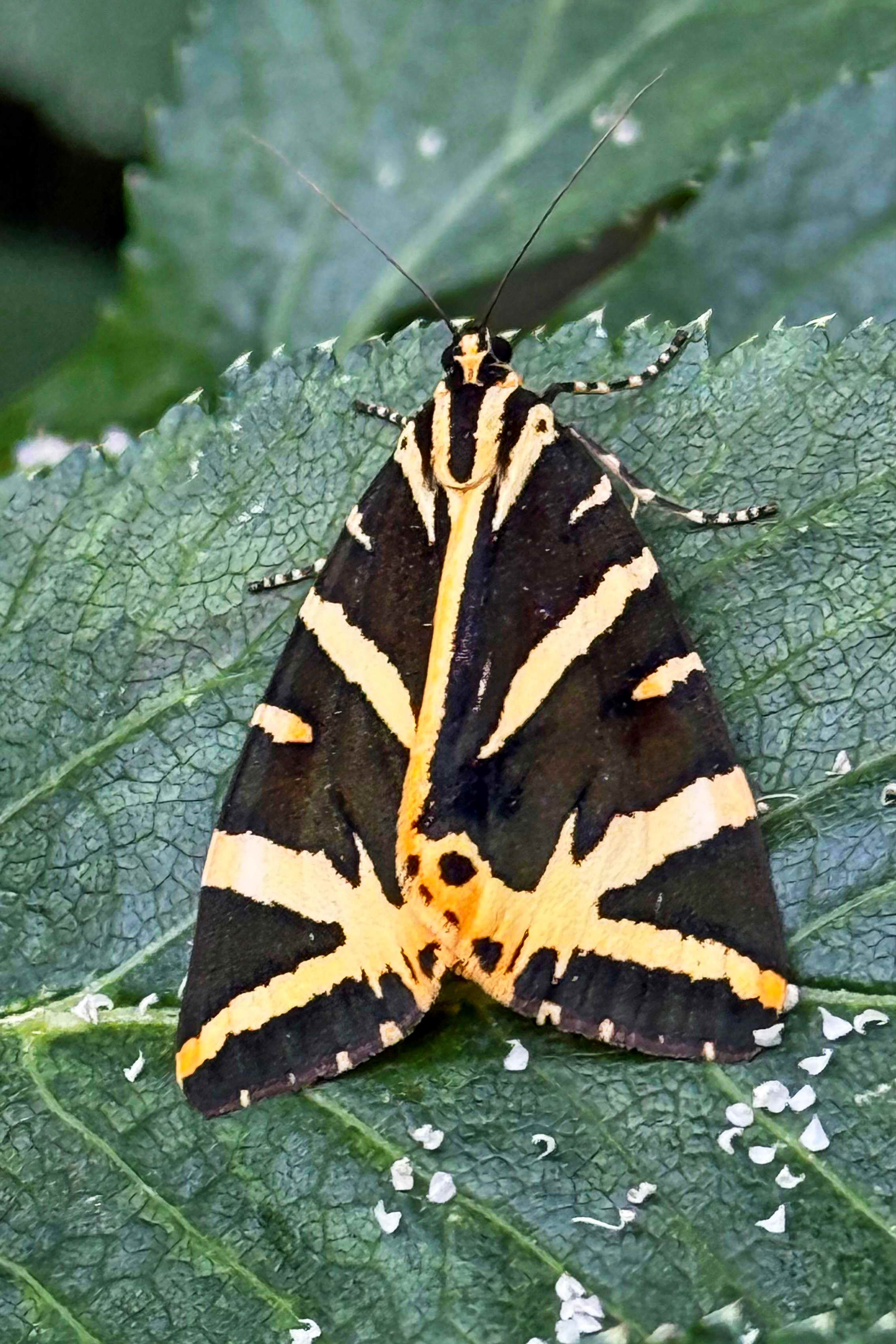 DSC04436bb
