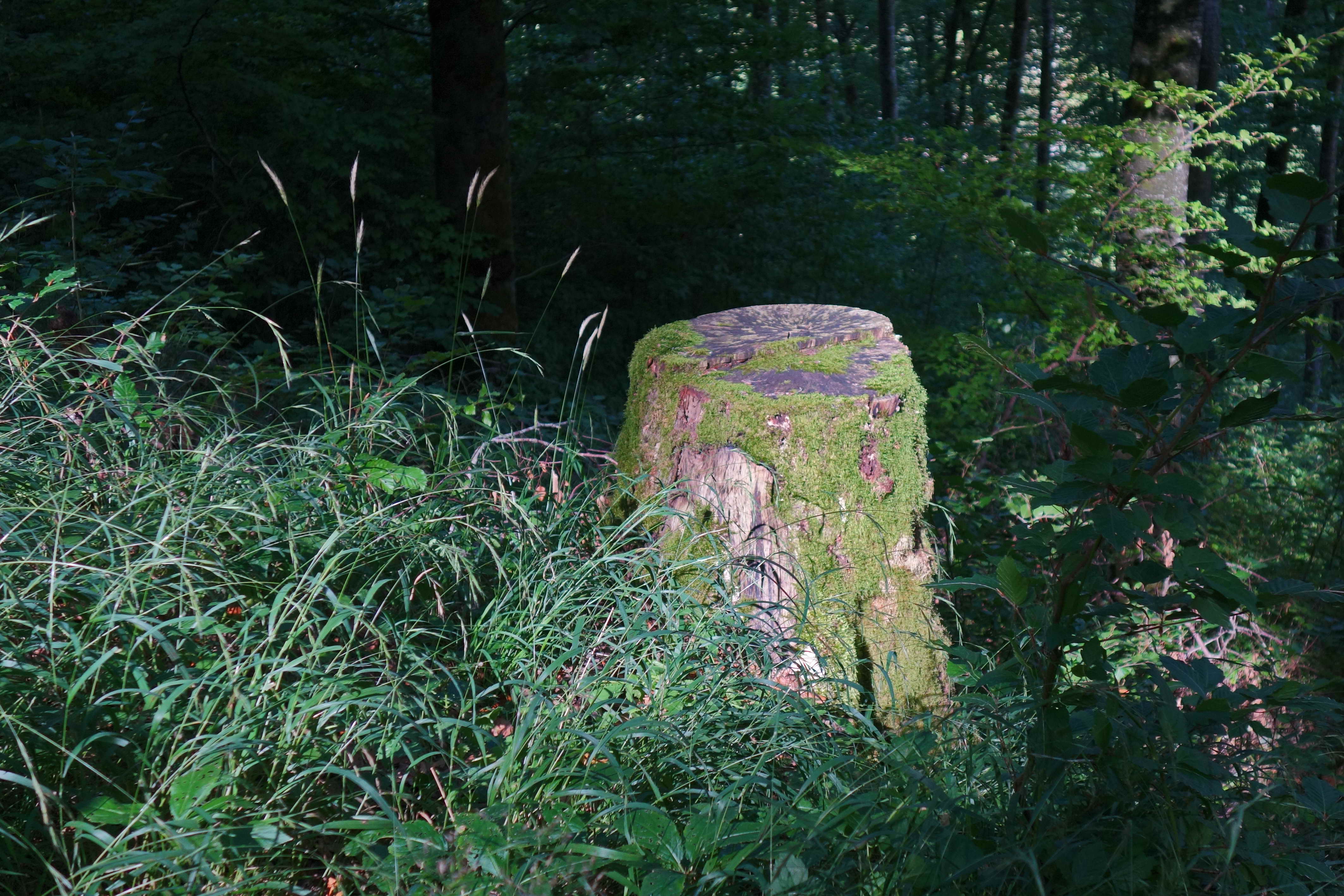 DSC04468a