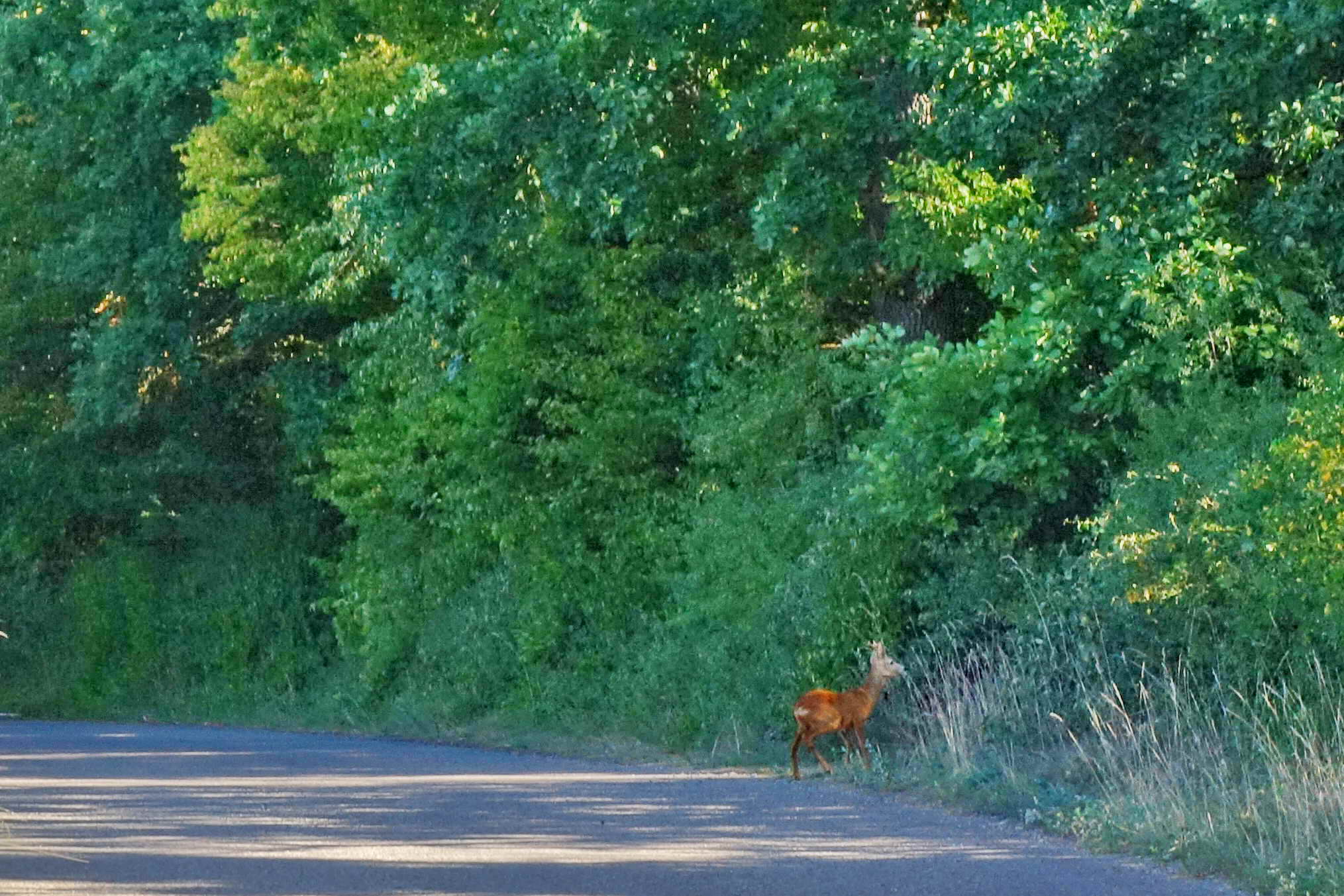 DSC04599a DSC04599a