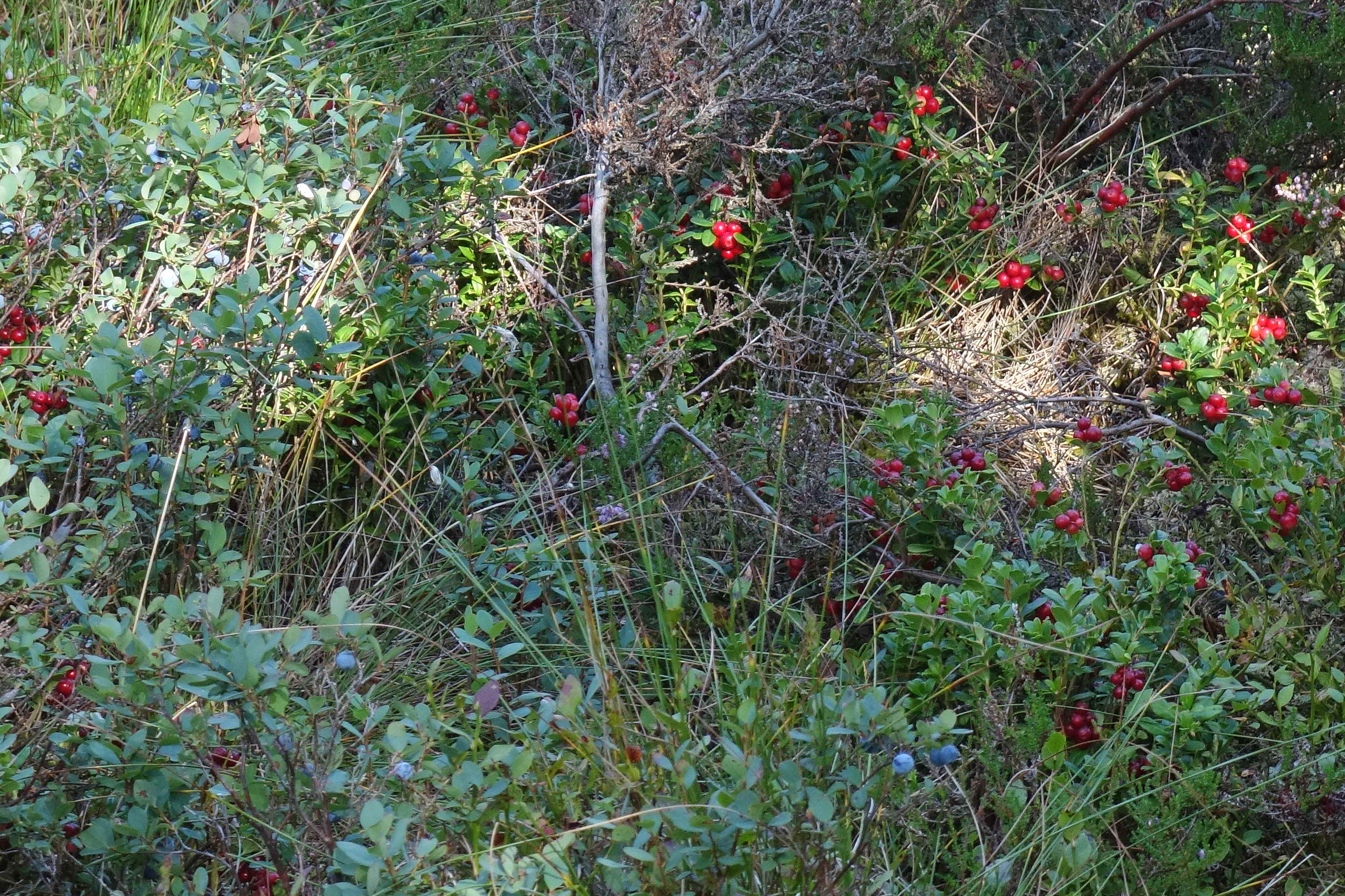 DSC04687a