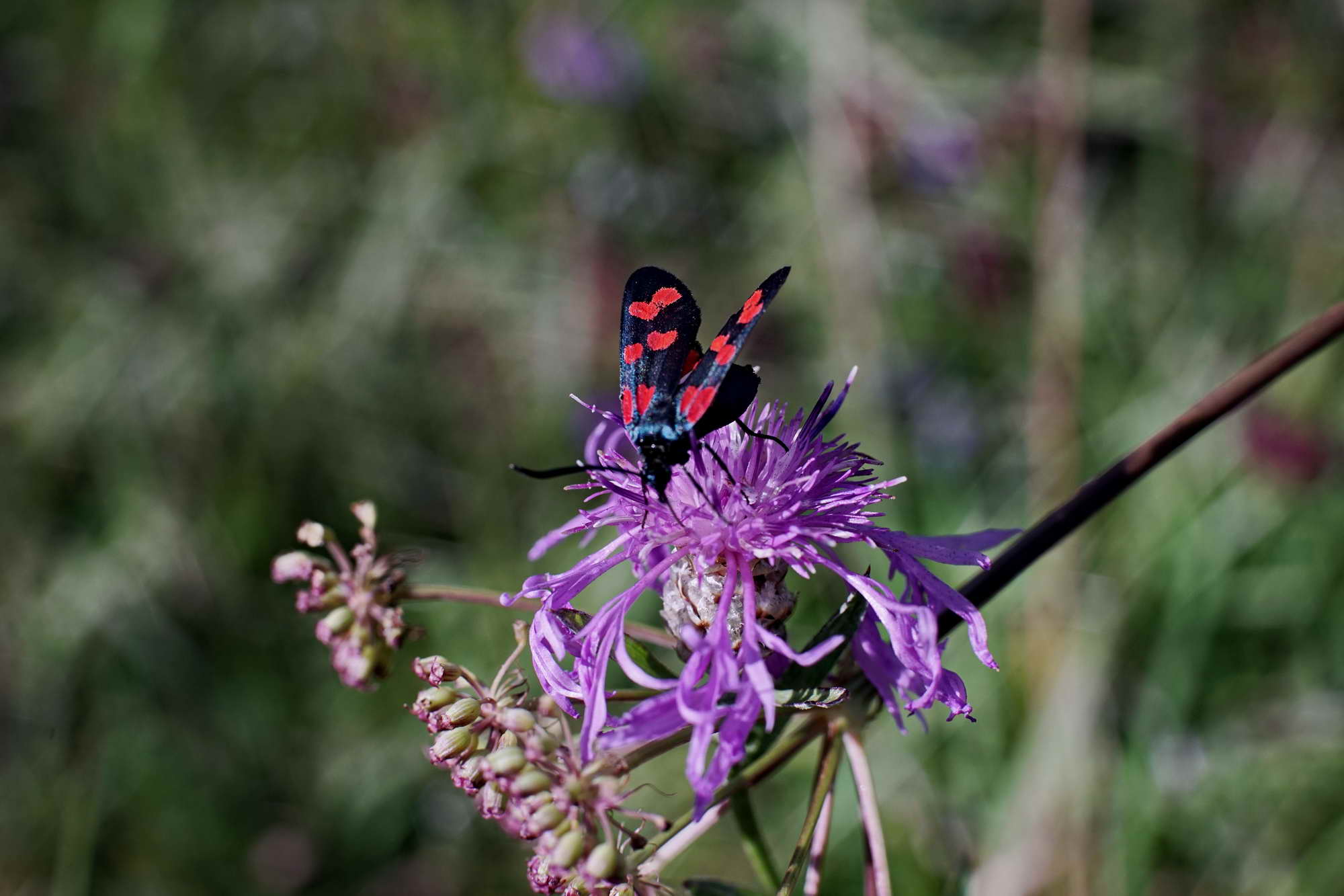 DSC04765a DSC04765a