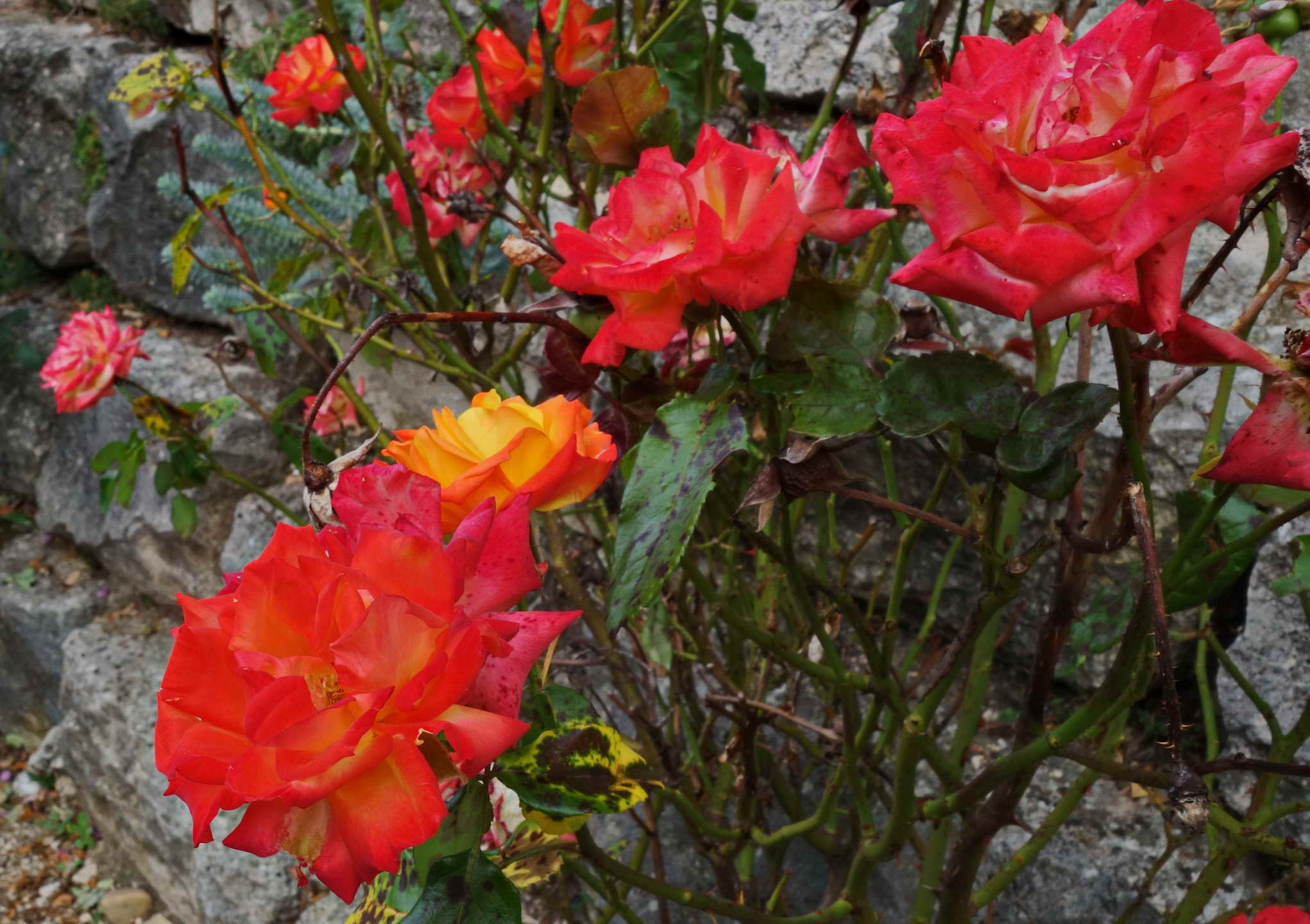 DSC04836a DSC04836a