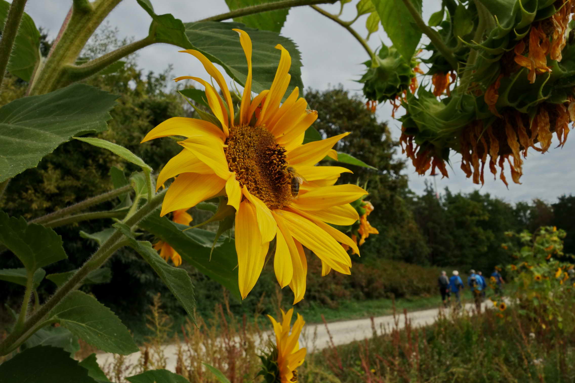 DSC04854a DSC04854a