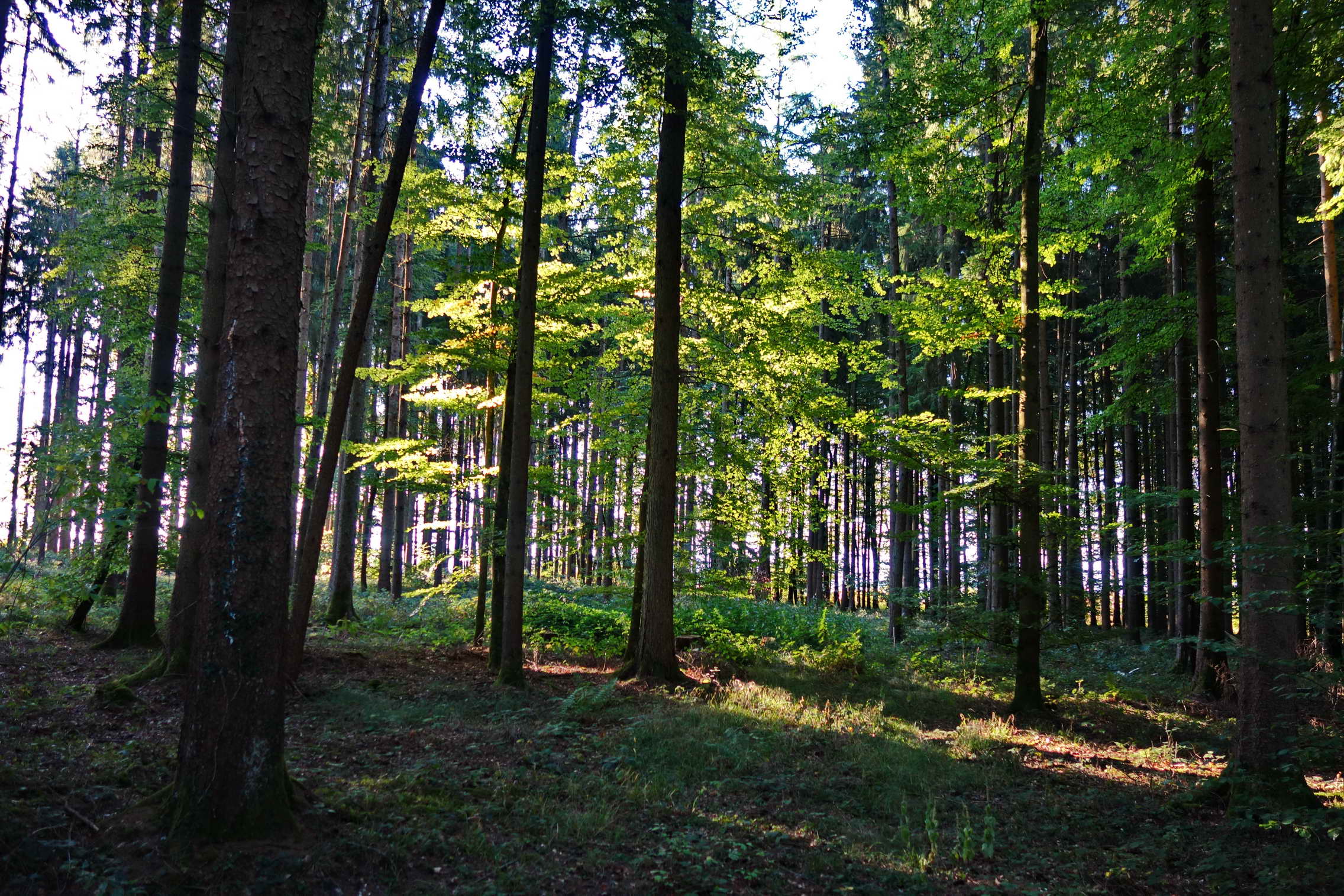 DSC04880a DSC04880a