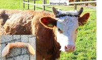 Hornjoch zur Stellung der Hörner bei Rindern._1